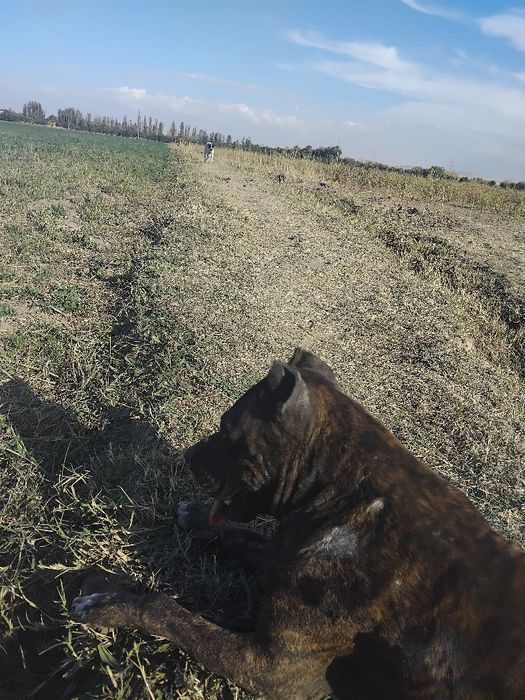 Pitbul bolalari 3 dona