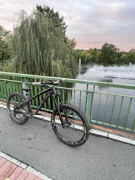 Dartmoor hornet 2023