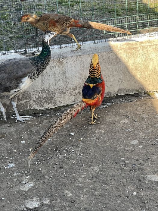 Vand paunita + pereche fazani