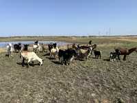 Молочные дойные породистые козы