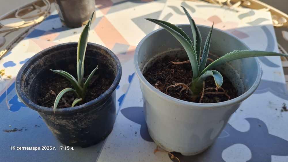 Кактуси , агавве малки и големи