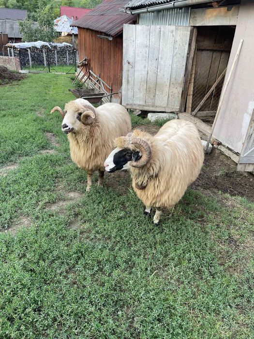 Vand berberci, detalii la tel