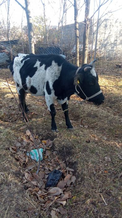 Срочно Сиыр сатылады