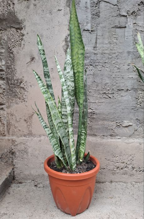 Конатные цветы.Сансевиера.