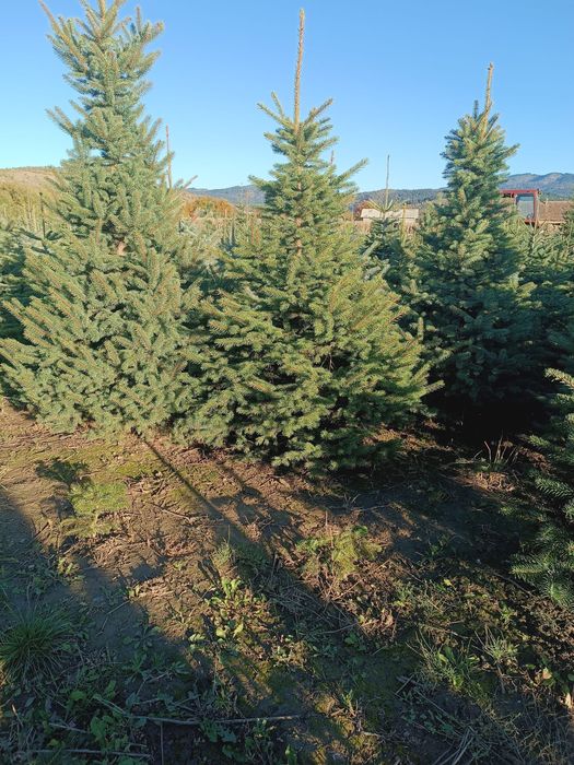 Brazi arginti si verzi