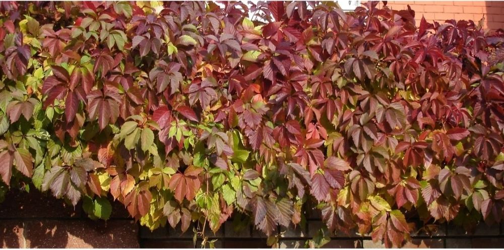 Девичий виноград