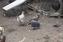 pasari de vanzare. bibilici, gaine, rata, curcane