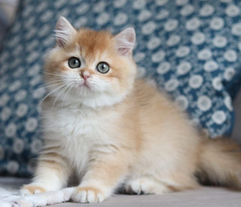 Британская золотая шиншилла девочка ny11