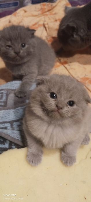 Очаровательные Котята Скоттиш фолдики