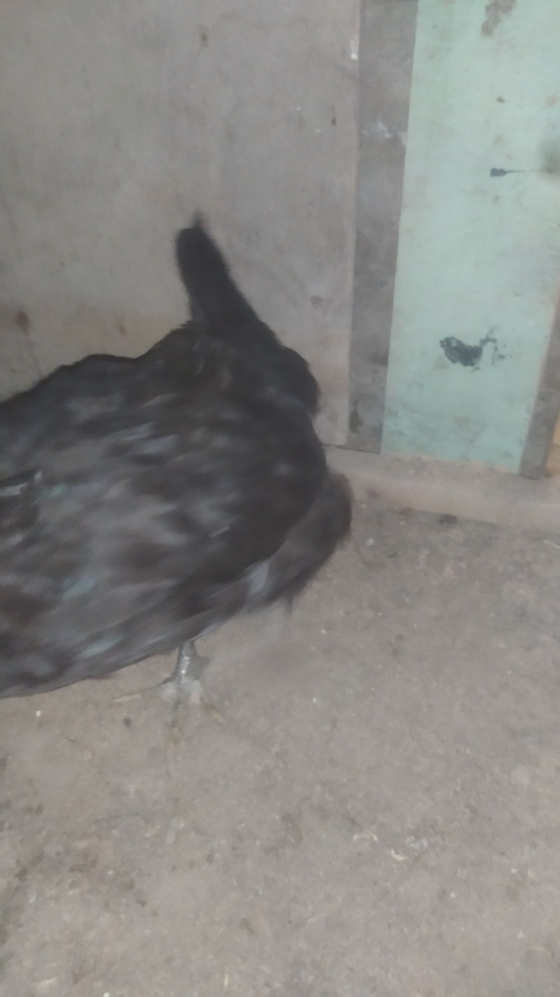 Qora shaxzoda joja 5 oylik vazni 1kilo gigant boʻladi narxi 149 ming