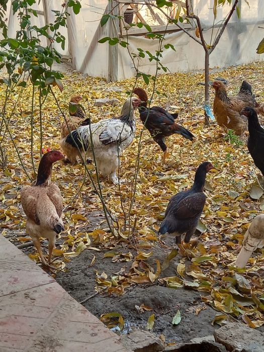 Брама ва куланги товуклар