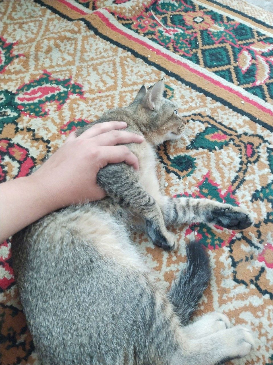 Zottor mushuk sotiladi
