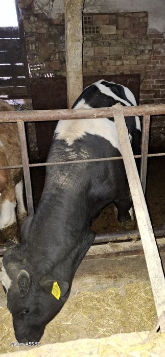 Свободни мъжки телета юници и ялови крави