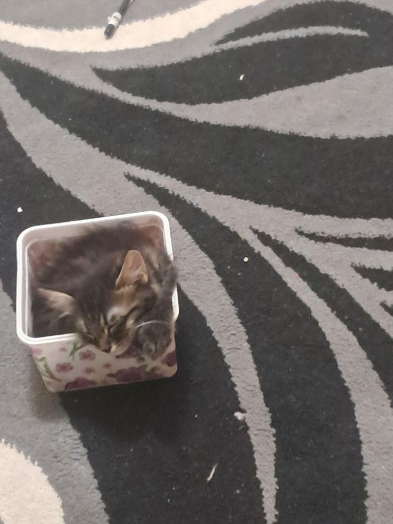 Котёнок нарик породистый