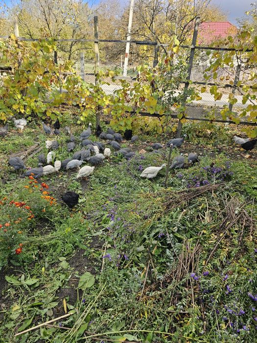 Bibilici de vânzare