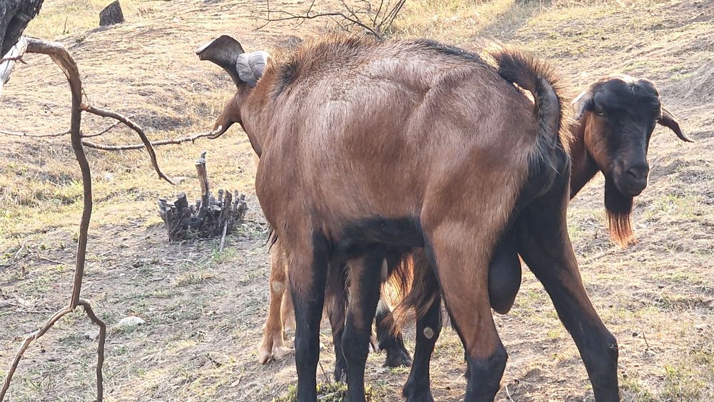 5 Capre Alpin Francez cu origine, montate, foarte bune de lapte