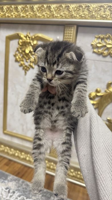 Arzonga seribristiy quloqchasi qaytgan shinshilla mushukchalar