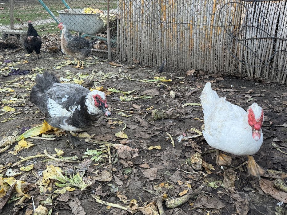 Rățoi si rațe leșești mute albe si albastre