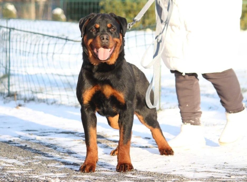 Femela Rottweiler