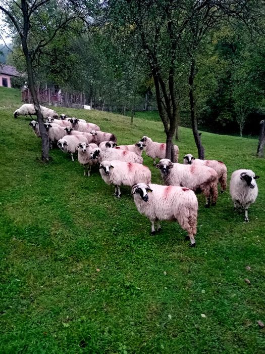 De vânzare 20 oii Detalii în privat nr de tel