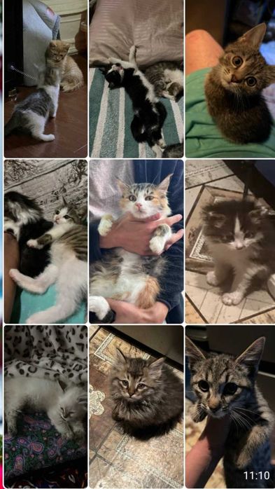 Отдаём в добрые руки!