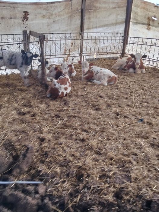 Vând viței bălțați și belgieni