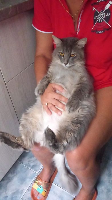 Căutăm căsuță pentru un motănel