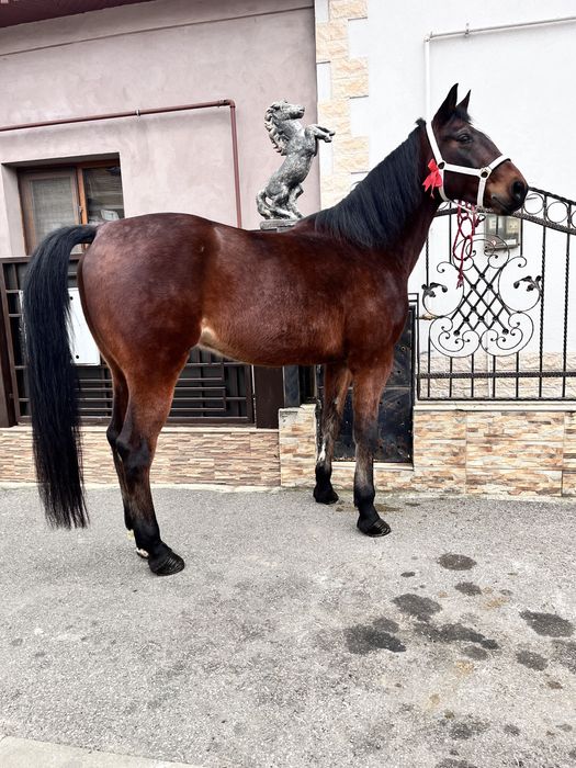 Cal trapas de ploiesti