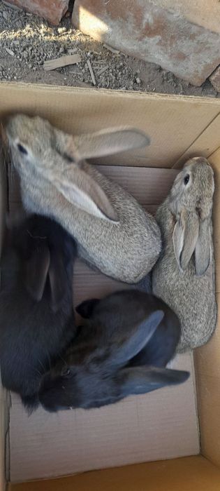 Куён боллалари сотилади