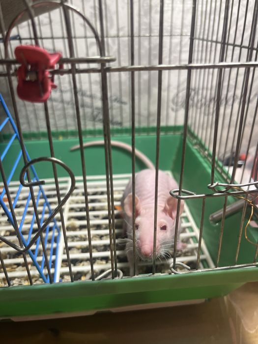 Продам крысу сфинкса