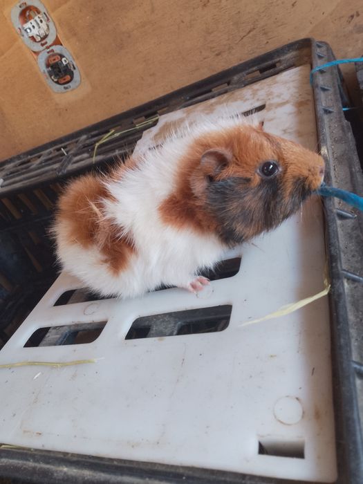 Vând porcușor de guineea femela