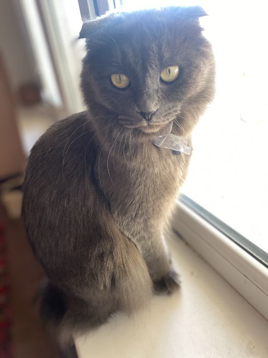 Зотдор мушук киз бола кул рангда жуда аккили гапга кулок солади 1 йош