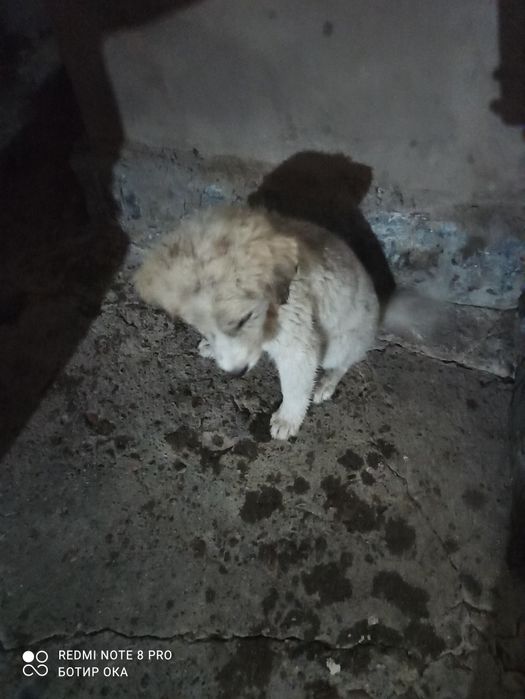 Текинга берворилади