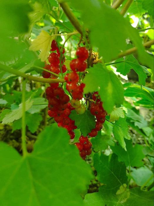 Растения.Смородина краснаяэОр-р транспортный институт. Есть доставка.
