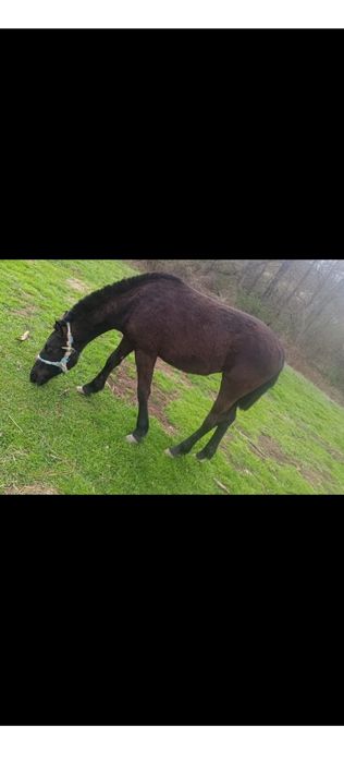 Vând cai rasa comuna talie medie