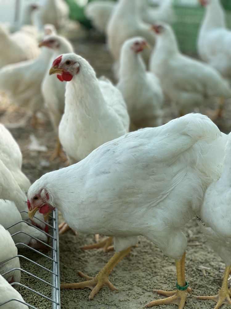 Cocosii Australorp, wyandotte, araucana