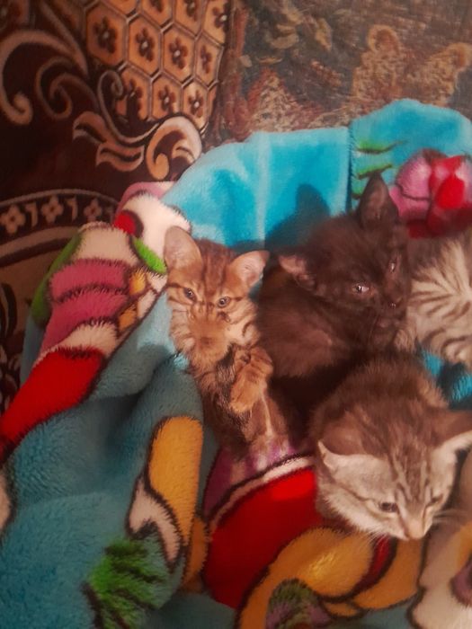 Отдаю котят в добрые руки бенгальские