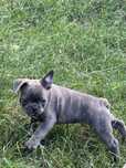 Vand Bulldog Francez Blue!