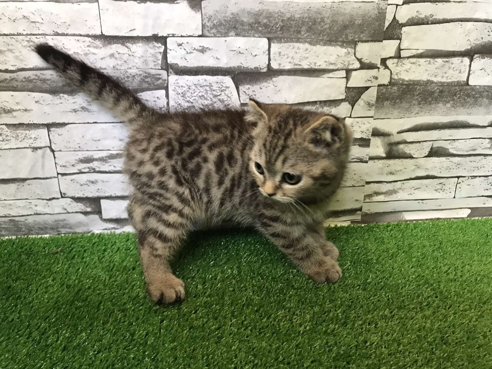 Шотландско  късокосместо мъжко коте