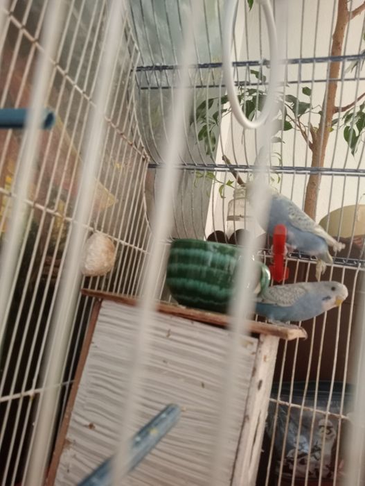Vând peruși cu Colivie,cuibar, accesorii,os de sepie și mâncare