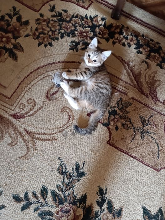 Отдам котенка в добрые руки