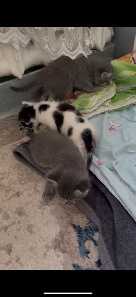 Котята 2мальчика и девочка