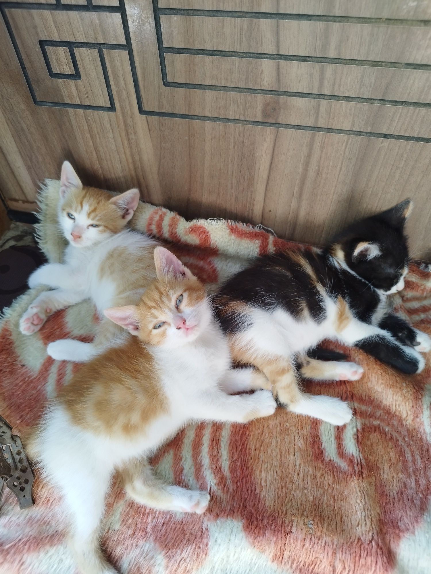 Подарявам малки котенца