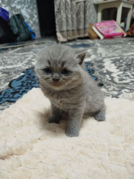 Продаются котята.