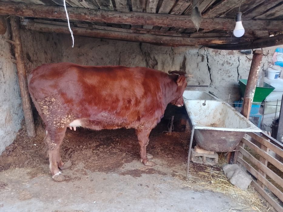 Sigir sotiladi yeyish ichishi yaxshi