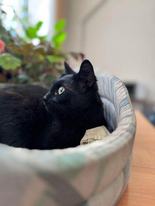 Ищем семью для особенной кошки!