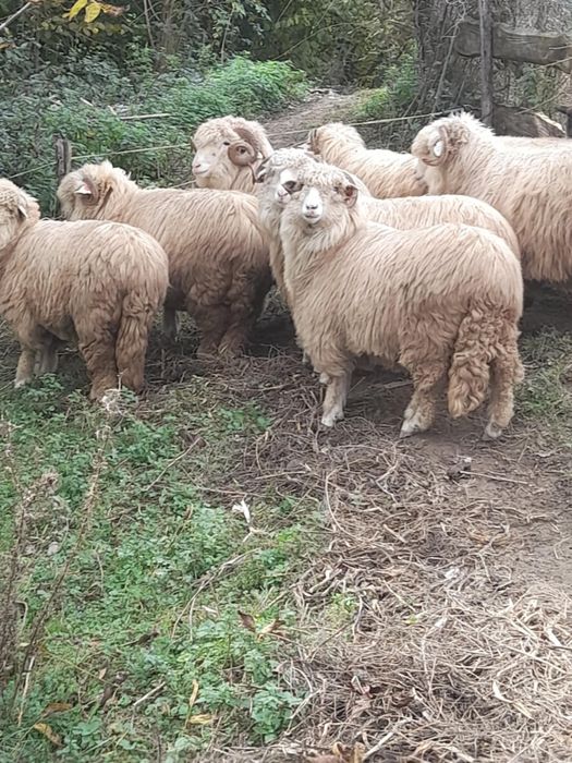 Vand 7 oi tinere si un berbec strămior