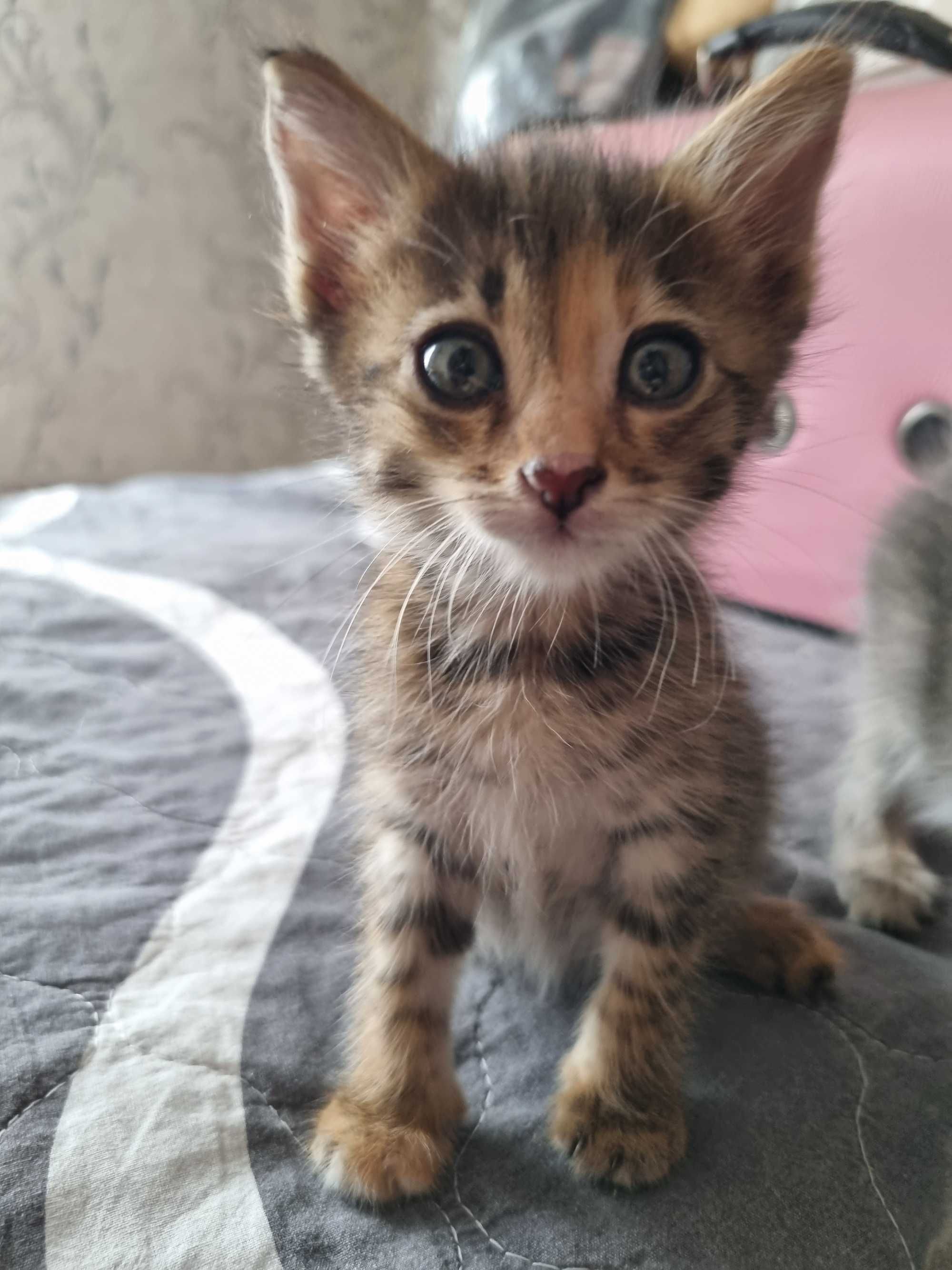 Отдаём котят в добрые руки