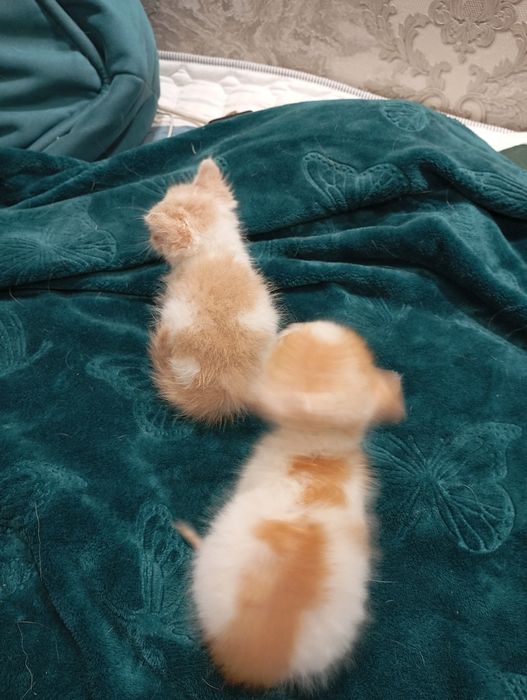 Отдам даром котят
