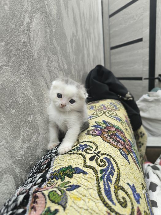 Котенок веслоушка